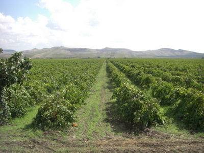 Grape Field.